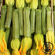 Squash Seeds - Summer - Zucchini Greyzinni Hybrid