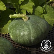 Squash Seeds - Winter - Sweet Meat