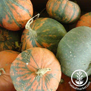 Squash Seeds - Winter - Bakers Choice Marbled F1