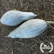 Squash Seeds - Winter - Blue Banana - Organic