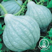 Squash Seeds - Winter - Blue Hubbard