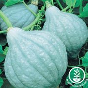 Squash Seeds - Winter - Blue Magic F1