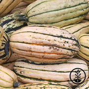 Squash Seeds - Winter - Delicata - Organic