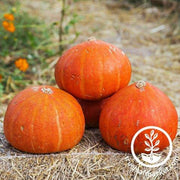 Squash Seeds - Winter - Hubbard Golden Delicious