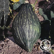 Squash Seeds - Winter - Green Hubbard