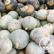 Squash Seeds - Winter - Hubbard Baby Blue