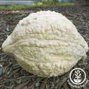 Squash Seeds - Winter - Hubbard White