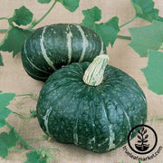 Squash Seeds - Winter - Jade F1