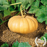 Squash Seeds - Winter - Long Island Cheese - Organic