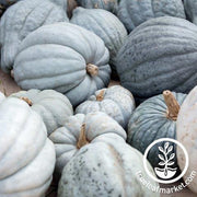 Squash Seeds - Winter - Queensland Blue