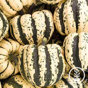 Squash Seeds - Winter - Sweet Dumpling