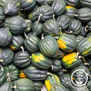 Squash Seeds - Winter - Table Queen Acorn