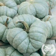 Squash Seeds - Winter - Triamble - Organic