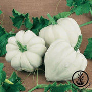 Squash Seeds - Winter - White Ace F1