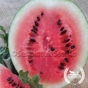 Watermelon Seeds - Mini - Sugar Baby (Organic)