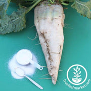 Beet Seeds - Sugar Beet