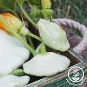 Squash Seeds - Summer - Bennings Green Tint Scallop