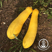 Squash Seeds - Summer - Early Prolific Straightneck