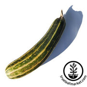 Squash Seeds - Summer - Vegetable Marrow Green Bush