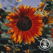 Sunflower Seeds - Autumn Beauty Mix