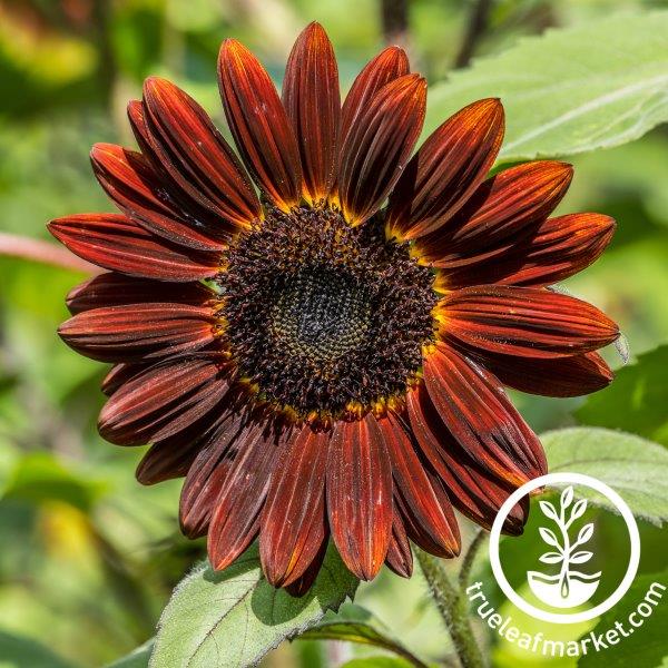 thumbnail interactive-video image 1 of Chocolate Cherry Sunflower Seeds – 20 Non-GMO Seeds, Fresh, Easy Grow, Annual, Helianthus 1 of 5