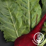 Beet Seeds - Lutz Green Leaf - Organic