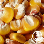 Corn Seeds - Dent - Hickory King Yellow