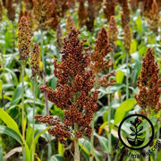 Sorghum Seeds - Martin Milo