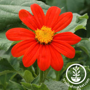 Sunflower Seeds - Mexican