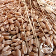 Hard Red Spring Wheat (Organic) - Bulk Grains & Foods