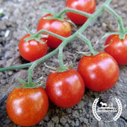 Tomato Seeds - Cherry - Sweetie