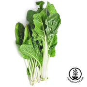 Swiss Chard Seeds - Barese Dark Green Smooth Leaf