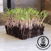 Swiss Chard Seeds - Barese Dark Green Smooth Leaf - Microgreens