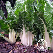 Swiss Chard Seeds - Lucullus