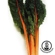 Swiss Chard Seeds - Orange