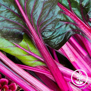 Swiss Chard Seeds - Magenta Sunset