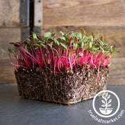 Swiss Chard - Pink Lipstick - Microgreens Seeds