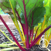 Swiss Chard Seeds - Rainbow Mixture