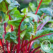 Swiss Chard Seeds - Rhubarb