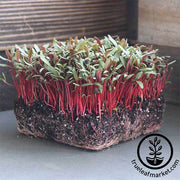 Swiss Chard Seeds - Ruby Red - Organic - Microgreens Seeds