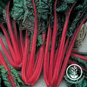 Swiss Chard Seeds - Ruby Red