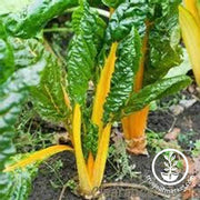 Swiss Chard Seeds - Yellow