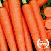 Carrot Seeds - Tendersweet - Organic