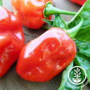 Pepper Seeds - Hot - Tobago Seasoning