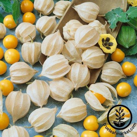 Ground Cherry Tomatillo 125 Seeds or 1/4 Gram - Heirloom Non GMO Cape Gooseberry Ground Cherry Tomatillo 125 Seeds or 1/4 Gram - Heirloom Non GMO Cape Gooseberry
