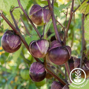 Tomatillo Seeds - Really Purple