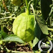 Tomatillo Seeds - Grande Rio Verde - Organic