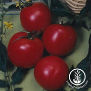 Tomato Seeds - Salad - Arkansas Traveler