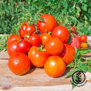 Tomato Seeds - Slicing - Atkinson