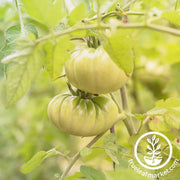 Tomato Seeds - Slicing - Aunt Ruby's German Green